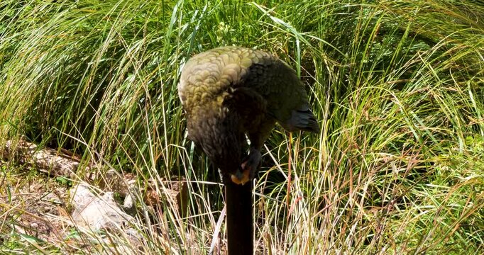 Kea eating an orange slice at Willowbank Nature Reserve, Christchurch,New Zealand. Kea is a large parrot that is endemic to the forests and alpine regions of the South Island of New Zealand