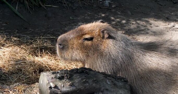 Capybara (Hydrochoerus hydrochaeris) at Willowbank Nature Reserve, Christchurch, New Zealand.