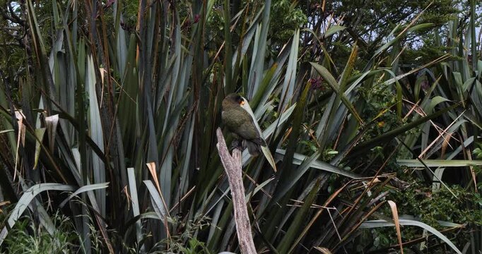 Kea eating an orange slice at Willowbank Nature Reserve, Christchurch,New Zealand. Kea is a large parrot that is endemic to the forests and alpine regions of the South Island of New Zealand.