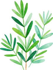 Fototapeta premium Simple watercolor illustration of green rosemary sprigs isolated on transparent background.
