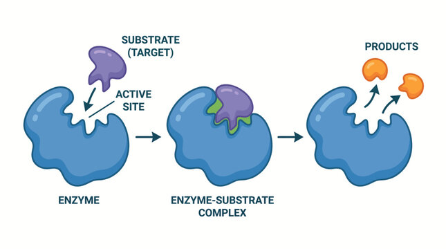 Diagram of enzyme substrate complex showing catalytic cycle with active site and product release for biology education