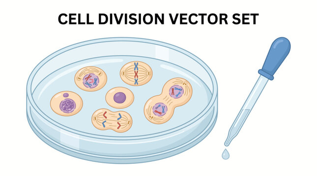 Scientific illustration of mitosis cell division stages inside a petri dish next to a laboratory pipette dropper