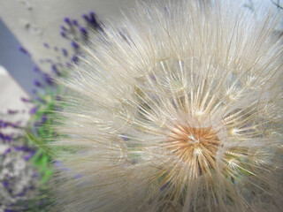 Obraz premium Dandelion Seed Head Macro