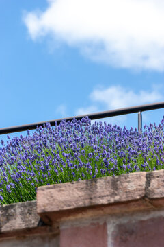 Purple Lavender in Stone Planter