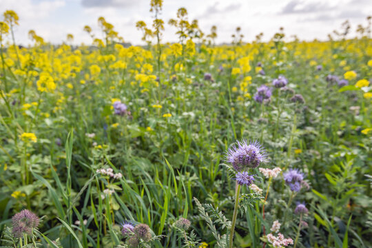 Close-up of flowering insect-friendly plants on a field margin. The plants were sown to promote biodiversity. In the foreground, Lacyphacelia is blooming.