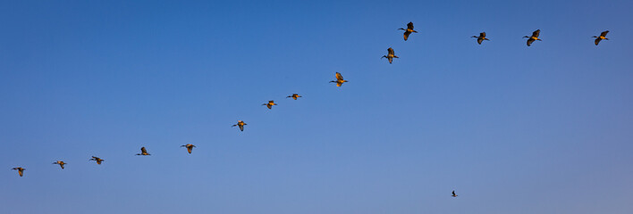 Zugvögel ziehen in Formation über den blauen Himmel © Michael Niehaus