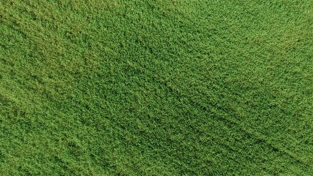 Top down farmland crop pattern with lush green grain plantation. Agricultural texture for agritech farming research crop monitoring and harvest planning. Rural field surface background for cereal