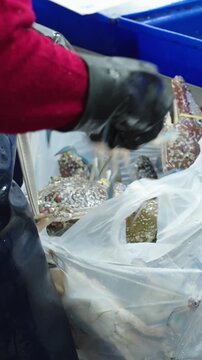 Vertical video: Seller packing live crabs for customer at seafood market in Thailand. Authentic seafood trade and daily life at a traditional wet market