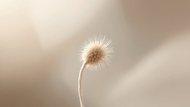 Close-up of a delicate, fuzzy spore on a thin stem against a soft blurred background, creating a serene atmosphere