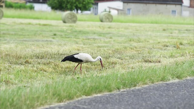 Ein Storch f&auml;ngt eine Maus am Rande einer Wiese