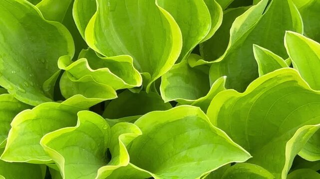 Close-up video of fresh garden popular plant Hosta (lat. Hosta) with large bicolor green leaves on spring  day. Natural floral background. Sound of garden birds chirping