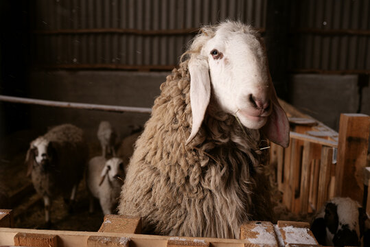 Dolan sheep, ewes, and lambs inside an agricultural livestock barn facility. The setting features wooden fencing, straw bedding, and masonry walls during routine husbandry operations.