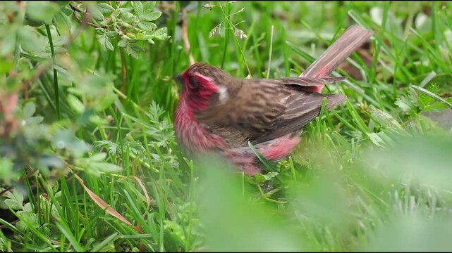Close up of a beautiful pink and brown finch foraging in lush green grass, framed by soft blurred foreground foliage in its natural outdoor habitat.