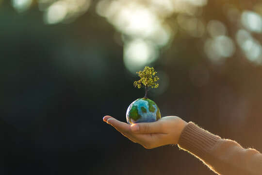 Close up of hand gently holding a small earth globe model with a growing green tree model on top outdoors. Creative concept for environmental protection, global warming solution.
