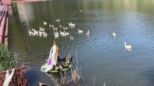 Group of  Heron in water pond situated at Riwalsar Place Distt Mandi Himachal Pradesh India 06