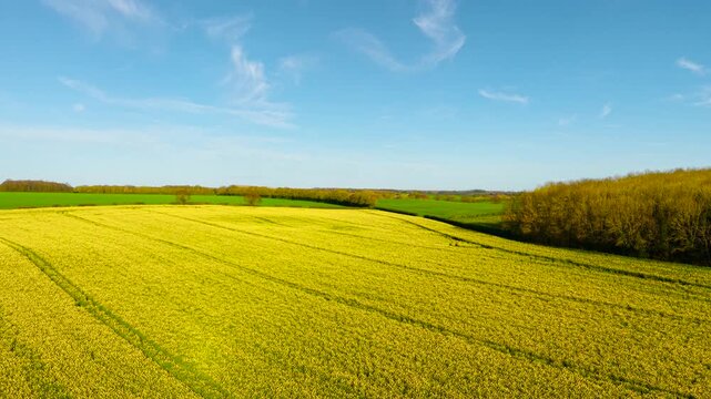 Rolling rapeseed fields bordered by forest edge under clear blue sky with light clouds. Scenic rural landscape focusing on crop patterns, natural boundaries and spring vegetation. Golden canola