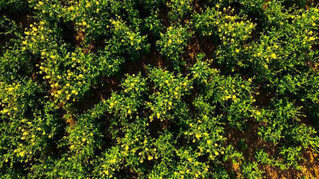Overhead perspective of rapeseed plants arranged in structured rows with sunlight highlighting textures. Sustainable crop cultivation related to agribusiness and environmental farming practices