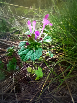 Zapatitos de la Virgen (Lamium amplexicaule)