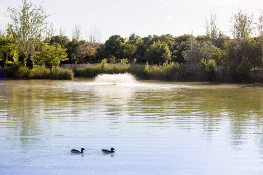 Patos en el lago