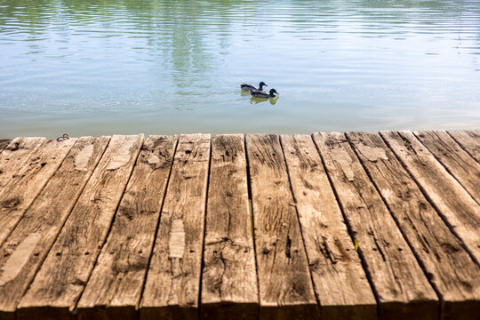 Patos nadando en el agua