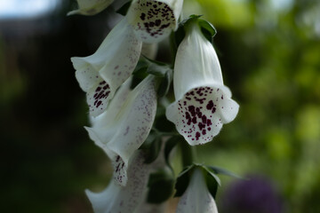 Close-up of white foxglove flowers with burgundy speckled petals. Elegant bell-shaped blooms in soft natural light, creating a delicate botanical and garden background. © Do
