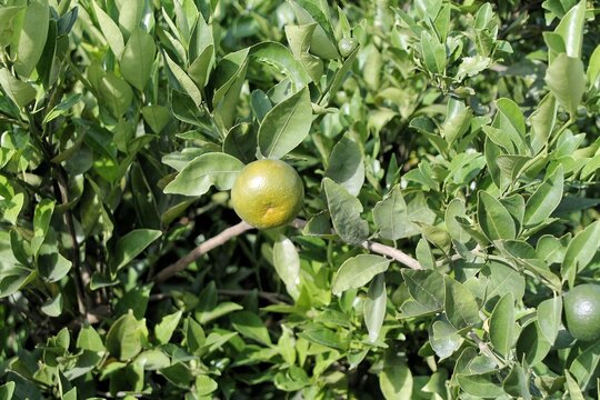 Green Oranges on Citrus Tree Branches With Lush Leaves in Sunny Orchard