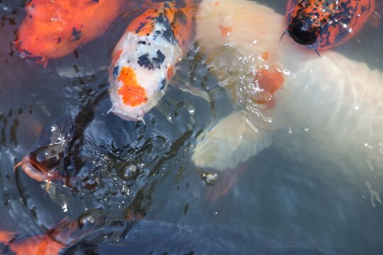 Colorful koi carp swimming together in a pond