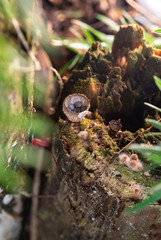 Obraz premium Rare bird's nest fungi growing on a mossy decaying wood tree log, macro nature shot.