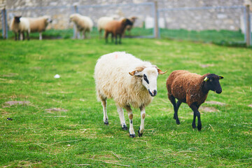 Obraz premium Sheep grazing in a green farm animal enclosure in autumn, illustrating rural life, livestock, nature, and outdoor family leisure