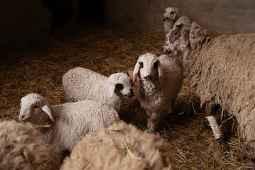 Dolan sheep, ewes, and lambs inside an agricultural livestock barn facility. The setting features wooden fencing, straw bedding, and masonry walls during routine husbandry operations. © Aigul Sabirova