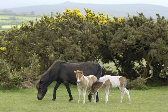Shetland Pony south west England