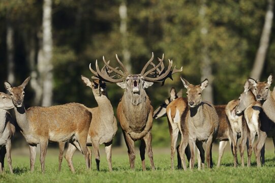 Red deer (Cervus elaphus), roaring stag and hinds in the rutting season, North Rhine-Westphalia, Germany