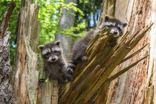 Young raccoon (Procyon lotor) on a discovery tour, Steinhagen, North Rhine-Westphalia, Germany