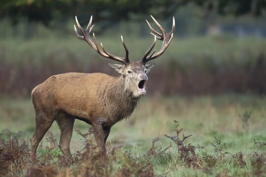 Red deer (Cervus elaphus) adult male stag animal roaring with its mouth open during the annual rut in autumn, England, United Kingdom