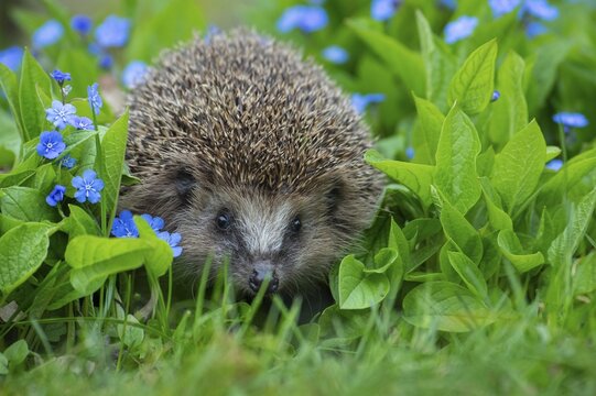 Cute hedgehog, brown-breasted hedgehog (Erinaceus europaeus) in the garden, Vechta, Lower Saxony, Germany
