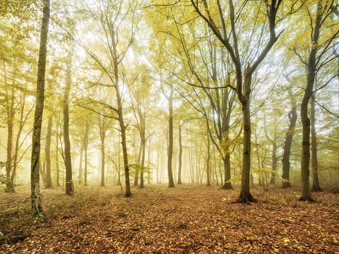 Mixed forest of hornbeams and copper beeches in autumn with fog, Burgenlandkreis, Saxony-Anhalt, Germany