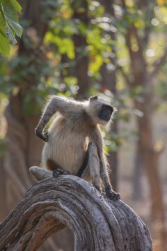 Gray langur (Semnopithecus entellus) monkey adult scratching its back, Bandhavgarh, Madhya Pradesh, India