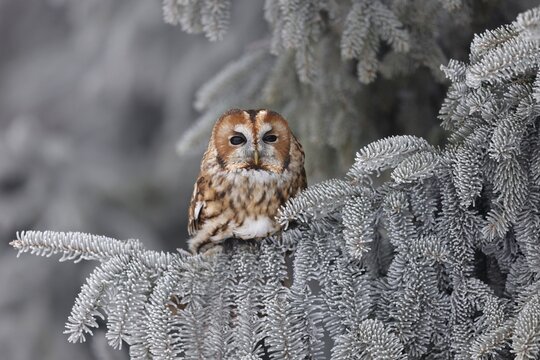 Tawny owl (Strix aluco) sitting on an icy branch, Czech Republic