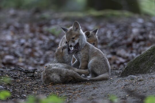 Red fox cubs (Vulpes vulpes) playing and fighting in the immediate vicinity of the fox den, cub rearing, animal cubs, cute, playful, wrestling, May, Germany