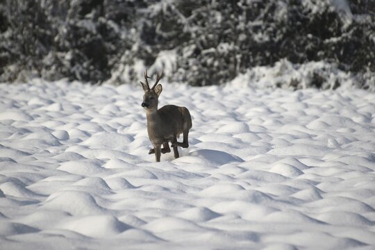 European roe deer (Capreolus capreolus) buck in winter coat and six-point antlers jumping over a snow-covered fallow field, Lower Austria, Austria
