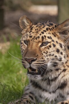 Leopard (Panthera pardus) adult animal head portrait, England, United Kingdom, Captive