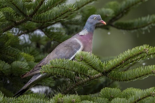 A wood pigeon (Columba palumbus) observes its surroundings attentively, as they have many predators, vigilance is the top priority, Germany