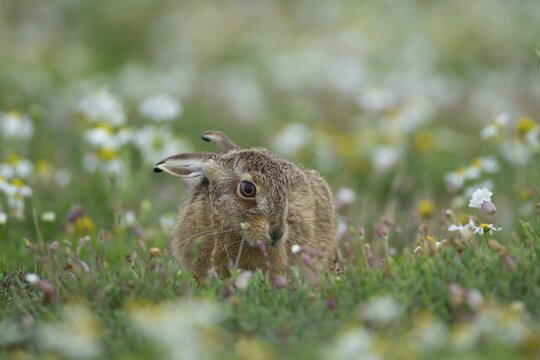 European brown hare (Lepus europaeus) juvenile leveret feeding in grassland with flowering wildflowers in summer, England, United Kingdom