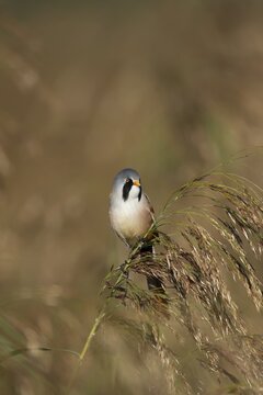 Bearded tit or reedling (Panurus biarmicus) adult male bird on a Common reed seedhead, RSPB Strumpshaw fen nature reserve, Norfolk, England, United Kingdom