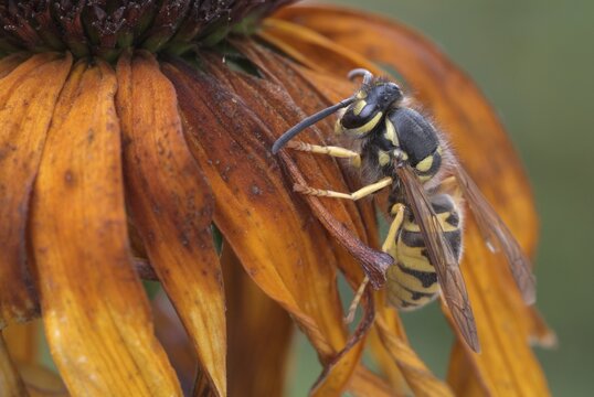Paper Wasp (Polistes nimpha), Schwaz, Tirol, Austria, Europe