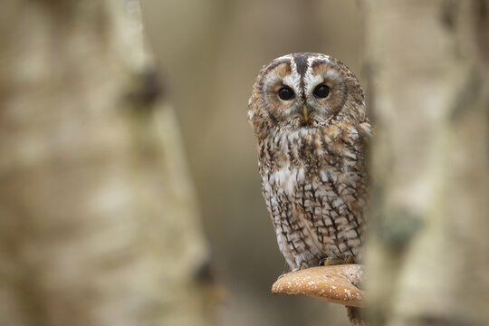 Tawny owl (Strix aluco) adult bird on a Bracket fungi on a Silver birch tree in a woodland in autumn, England, United Kingdom