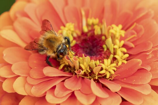 Common carder bumblebee (Bombus pascuorum) adult bee insect feeding on a garden Zinnia flower in summer, England, United Kingdom