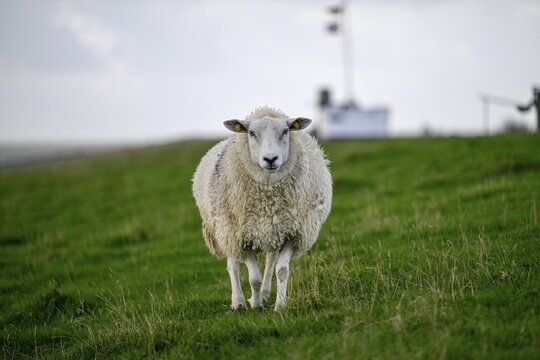 Sheep on a dyke, Pellworm Island, Schleswig-Holstein Wadden Sea National Park, North Frisia, Germany