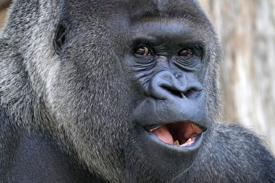 Western western gorilla (Gorilla gorilla) silverback, animal portrait, captive