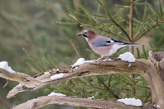 Eurasian jay (Garrulus glandarius), sitting on a branch, Terfens, Tyrol, Austria